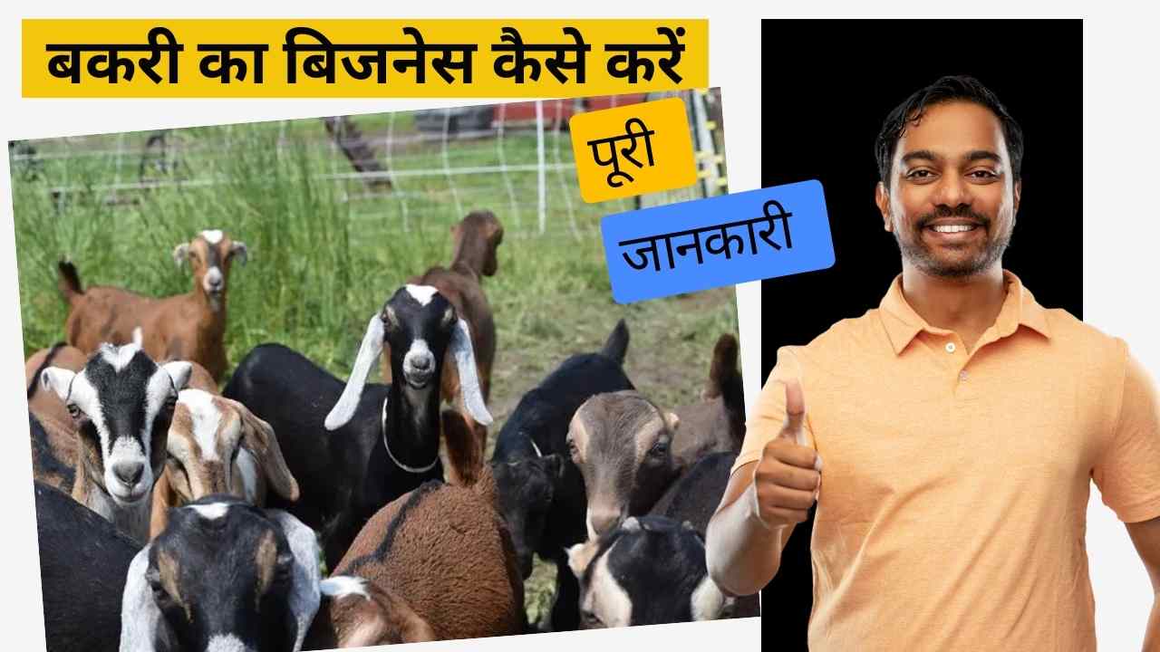 बकरी का बिजनेस कैसे करें (bakri ka business kaise kare)