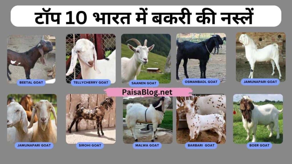 top 10 indian goats nasal  with name images. बकरी का बिजनेस कैसे करें (Goat Farming Business in hindi)